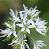 Garlic - Flower Essence