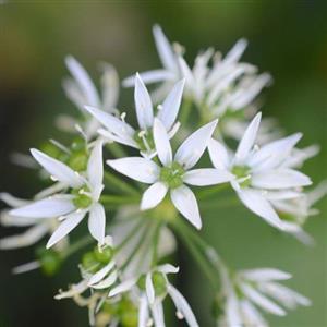 Garlic Flower Essence