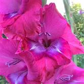Gladioli Flower Essence