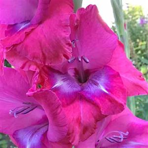 Gladioli Flower Essence