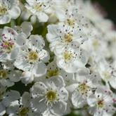 Hawthorn - Flower Essence