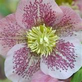 Hellebore Flower Essence
