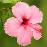 Hibiscus - Flower Essence