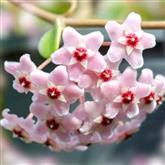 Hoya - Flower Essence