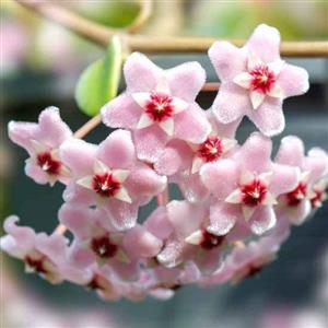 Hoya Flower Essence