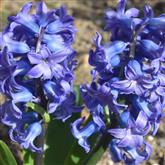 Hyacinth Flower Essence