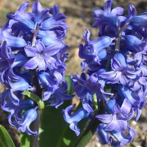 Hyacinth Flower Essence