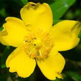 Hypericum Hidcote Flower Essence
