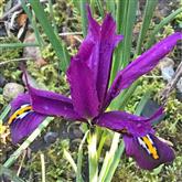 Iris - Amethyst - Flower Essence