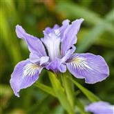 Iris - Bluebeard - Flower Essence