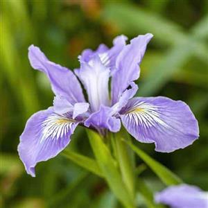 Iris Bluebeard Flower Essence