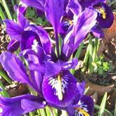 Iris - Purple - Flower Essence
