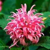 Jacobinia - Flower Essence