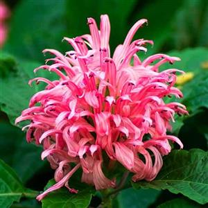 Jacobinia Flower Essence