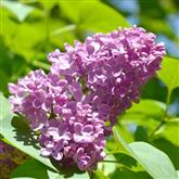 Lilac - Flower Essence