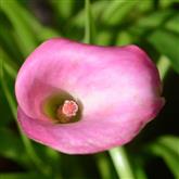 Lily Calla Flower Essence