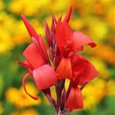 Lily - Canna - Flower Essence