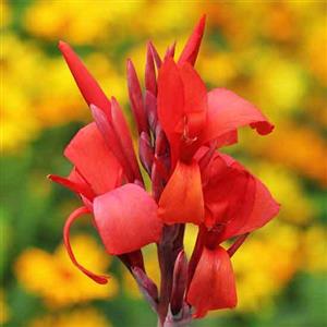Lily Canna Flower Essence