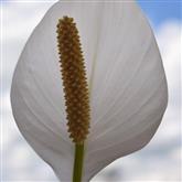 Lily - Peace - Flower Essence