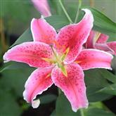 Lily Stargazer Flower Essence