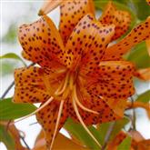 Lily - Tiger - Flower Essence
