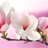 Magnolia - Flower Essence
