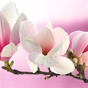Magnolia Flower Essence