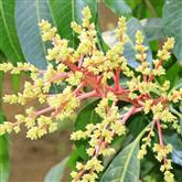 Mango - Flower Essence