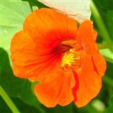 Nasturtium - Flower Essence