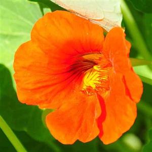 Nasturtium Flower Essence
