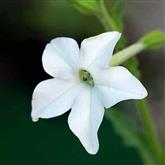 Nicotiana - Flower Essence
