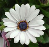 Osteospermum - Flower Essence