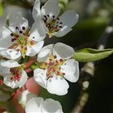 Pear - Flower Essence