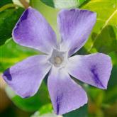 Periwinkle - Flower Essence