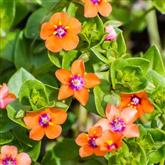 Pimpernel Flower Essence