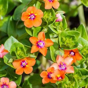 Pimpernel Flower Essence