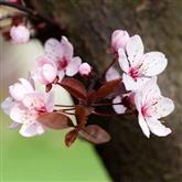 Plum Flower - Flower Essence