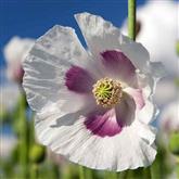 Poppy - Oriental - Flower Essence