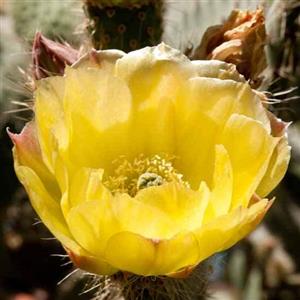 Prickly Pear Cactus Flower Essence