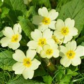 Primrose Flower Essence