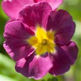 Primula - Flower Essence