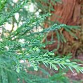 Redwood - Flower Essence