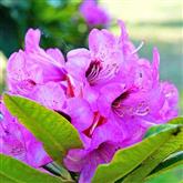 Rhododendron - Flower Essence