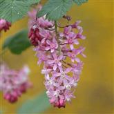 Ribes - Flower Essence
