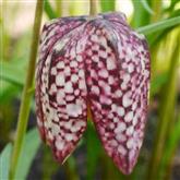 Snakeshead Fritillaria - Flower Essence