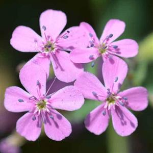 Soapwort Flower Essence