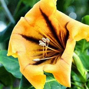 Solandra Flower Essence