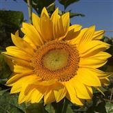 Sunflower - Flower Essence