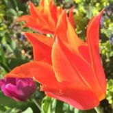 Tulip - Flower Essence