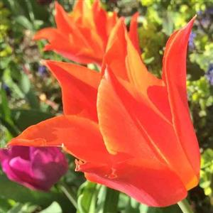 Tulip Flower Essence